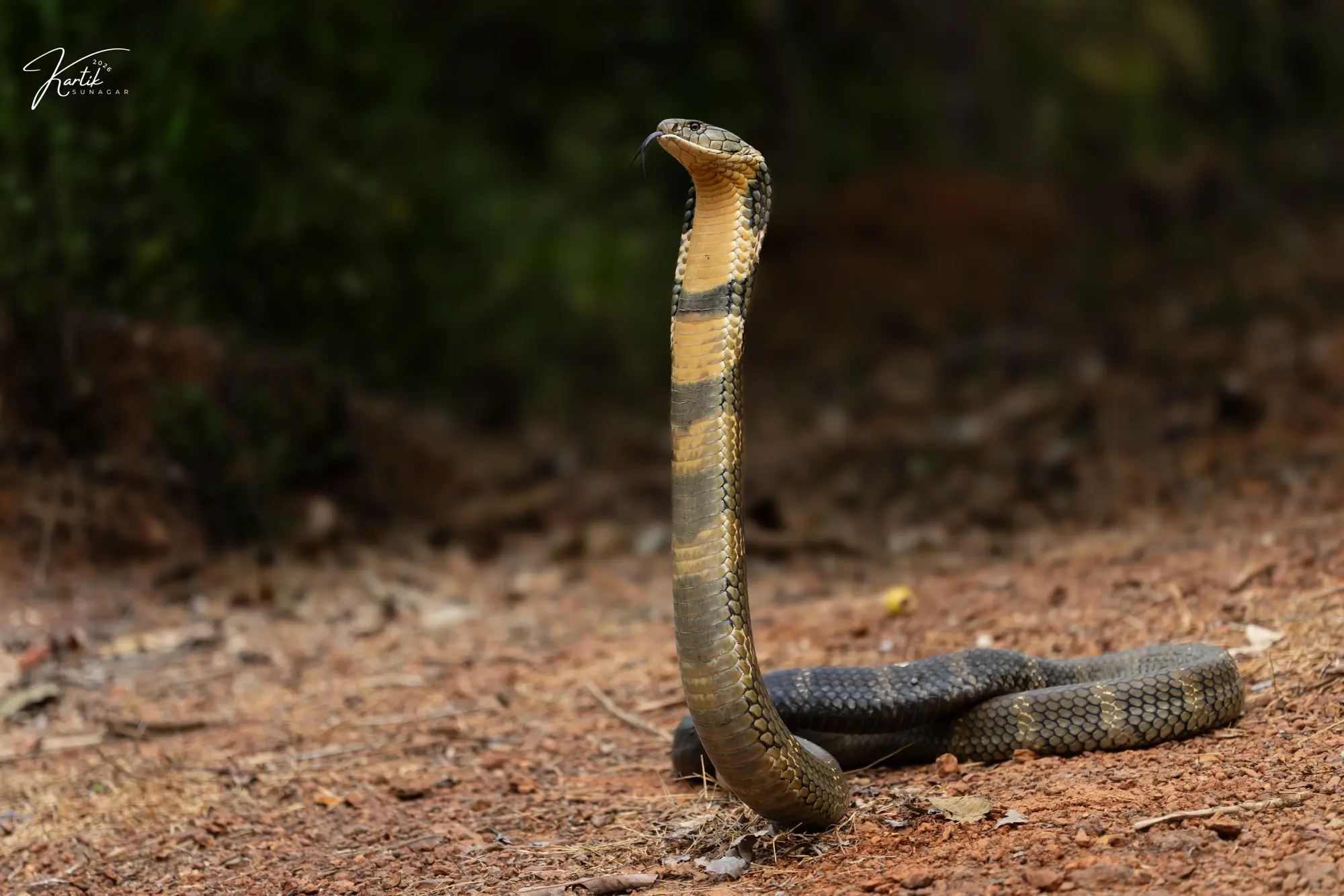 King Cobra