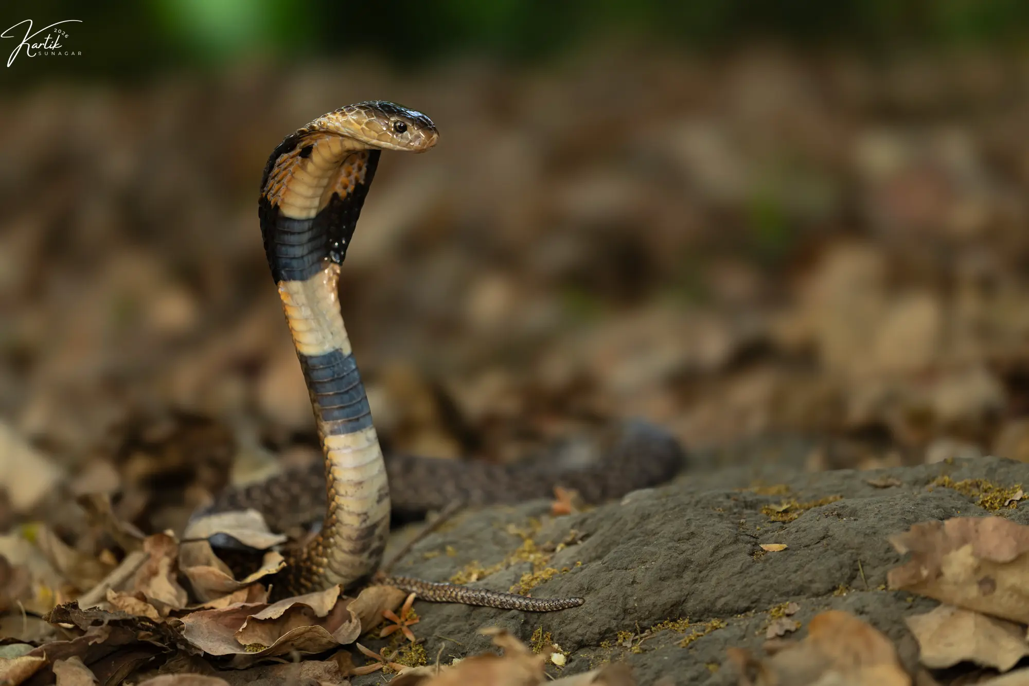 Monocellate Cobra