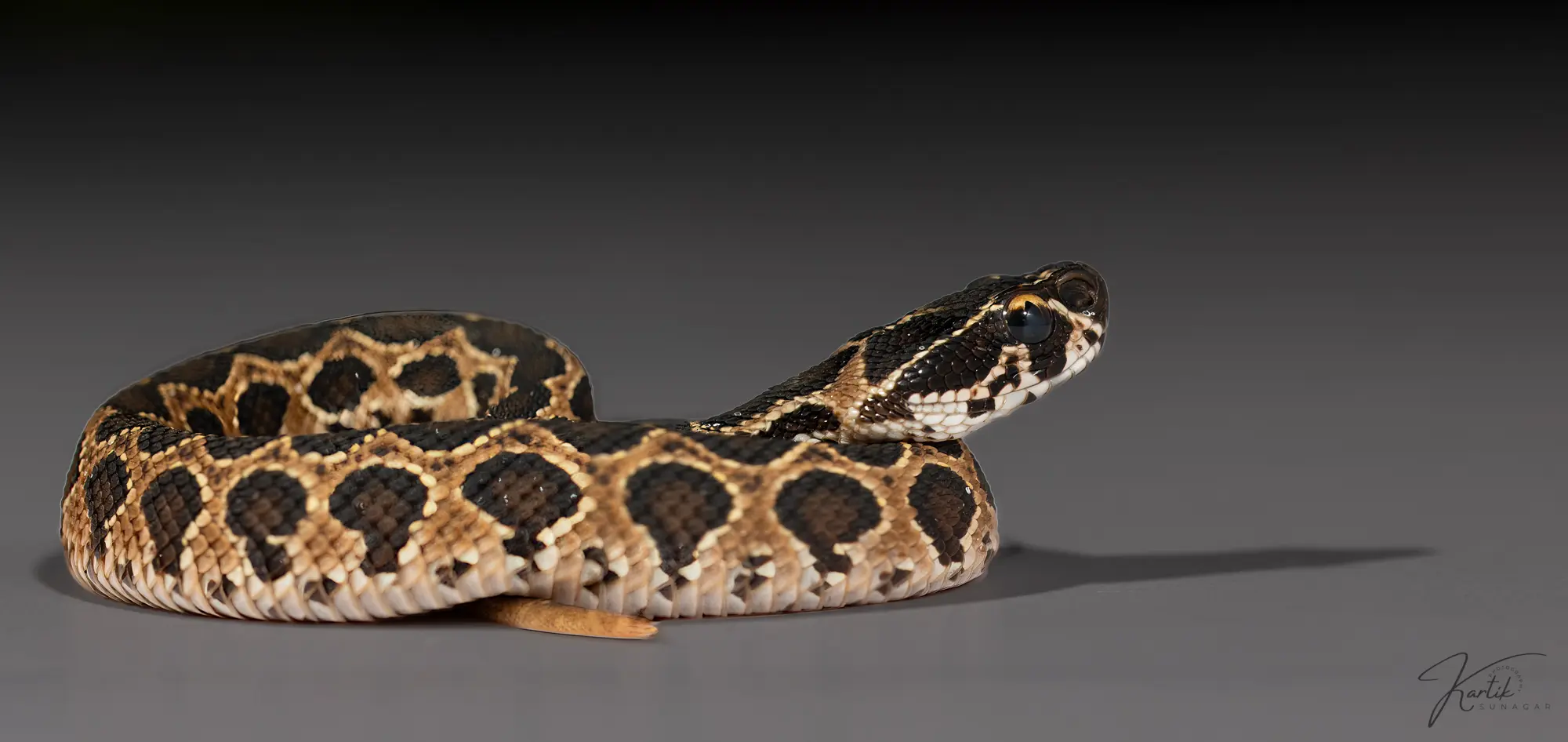 A newborn Russell's viper coiled with its head raised