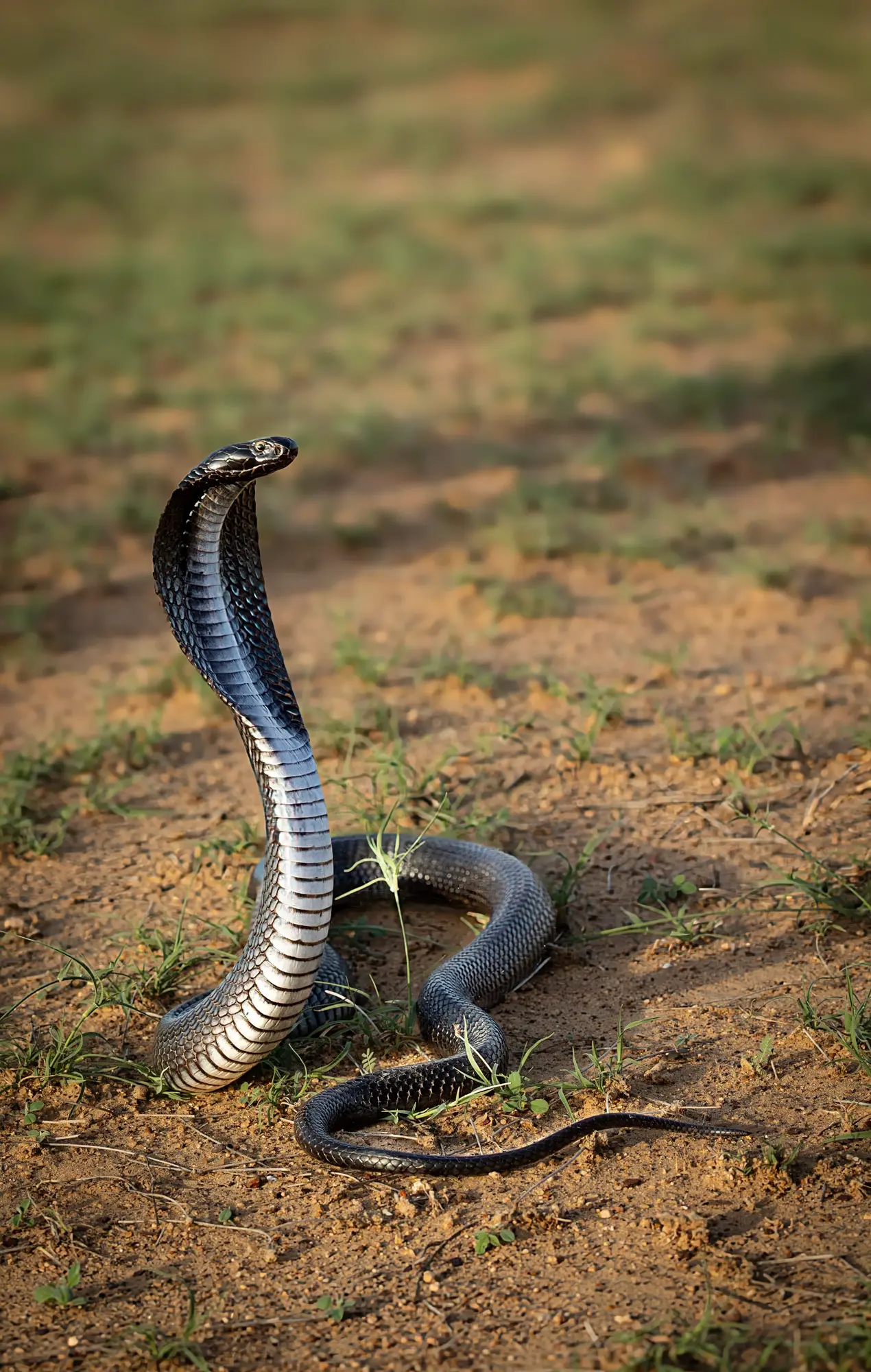 A metallic jet black spectacled cobra from Rajasthan