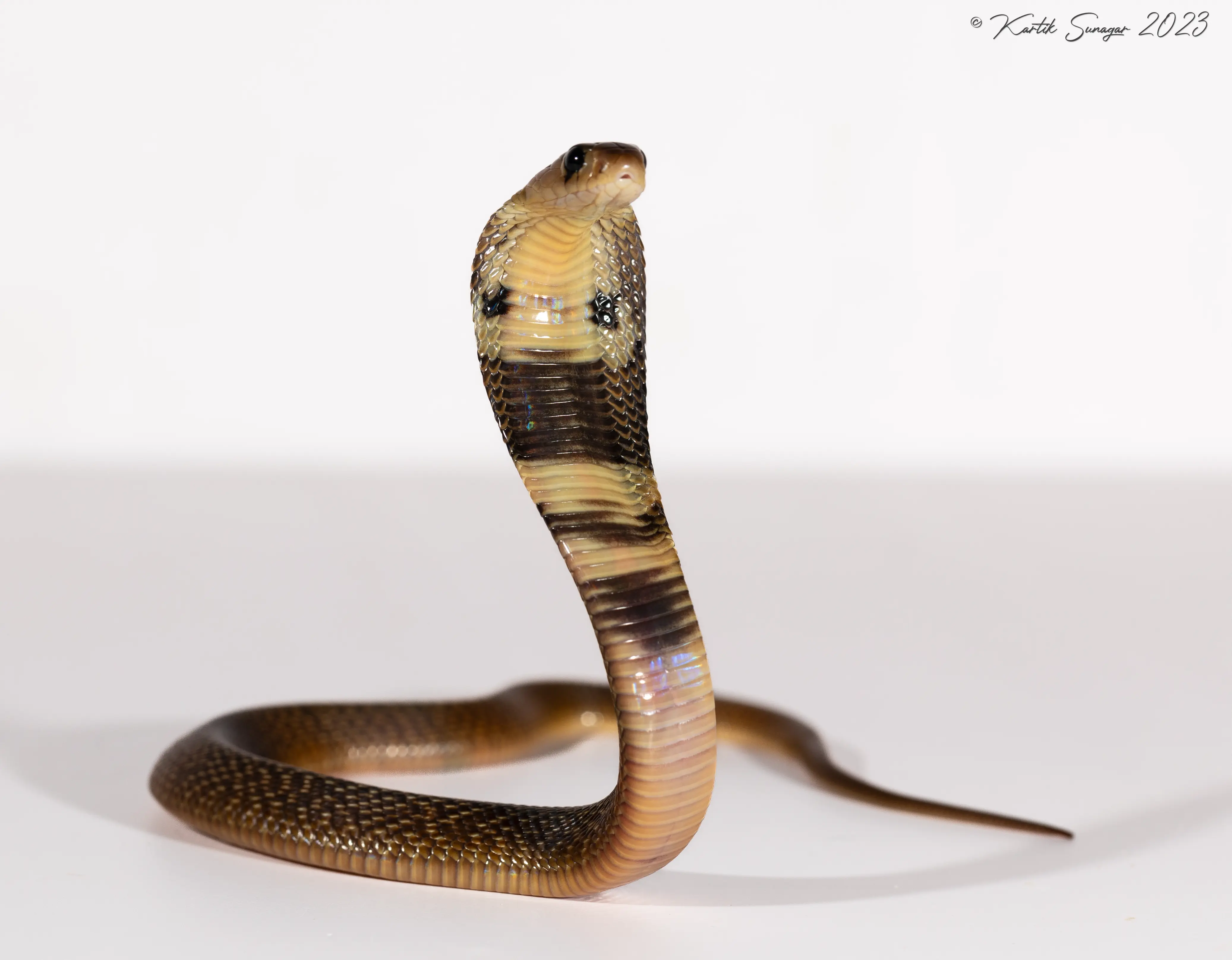 A baby spectacled cobra raising the front of its body
