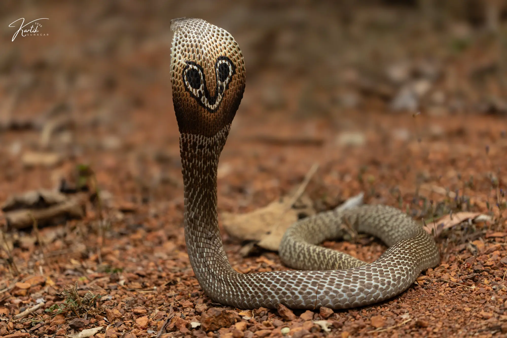 Spectacled Cobra