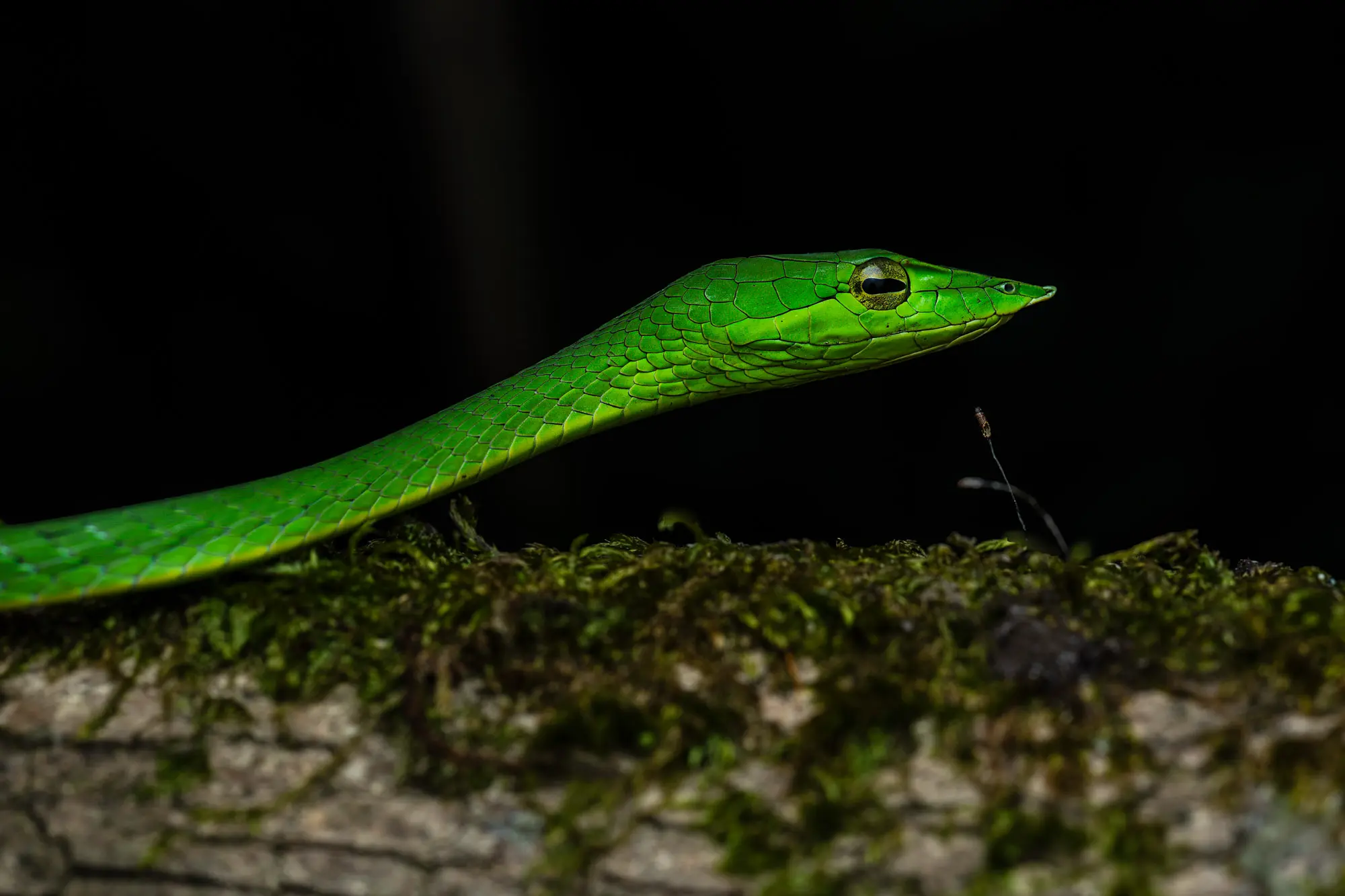 Vine Snake